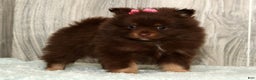 Pomeranian dogs for sale: Whitney - Ad 1