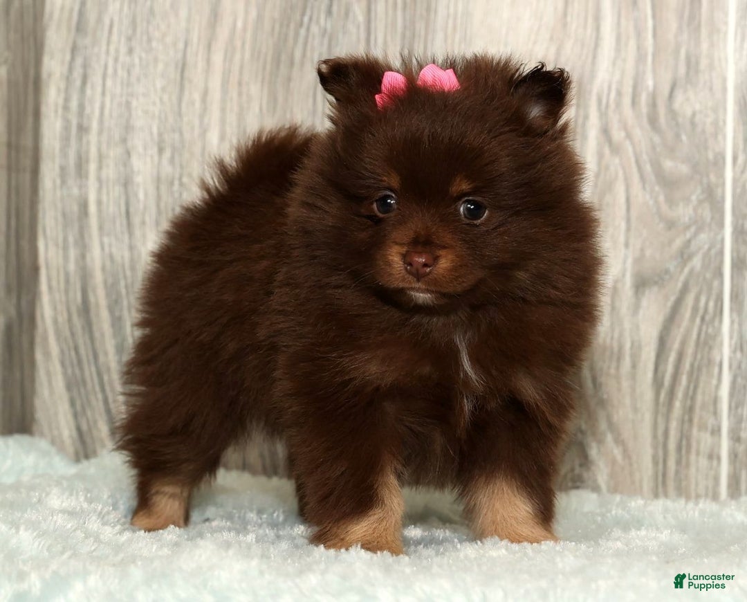 Pomeranian dogs for sale: Whitney - Ad 1