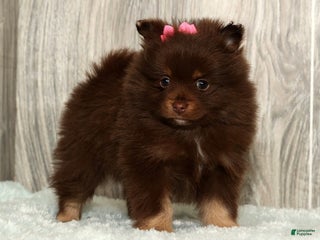 Pomeranian dogs Whitney - Ad 27