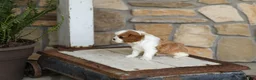 Cavalier King Charles Spaniel dogs for sale: AKC Kenny - Ad 4