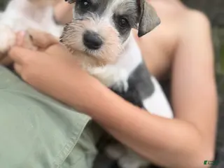 Miniature Schnauzer dogs Miniature Schnauzer Puppy 1 - Ad 23