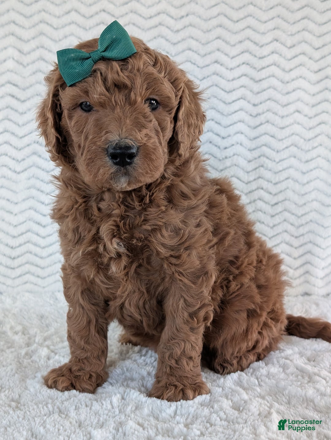 Goldendoodle dogs for sale: Teddy - Ad 15