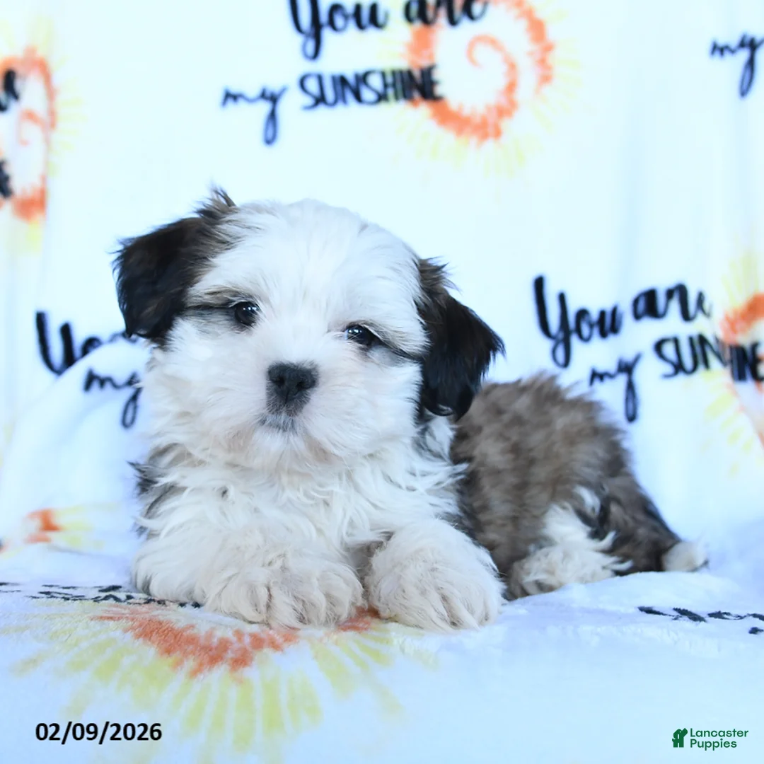 Shih Tzu dogs for sale: Cannoli - Ad 1
