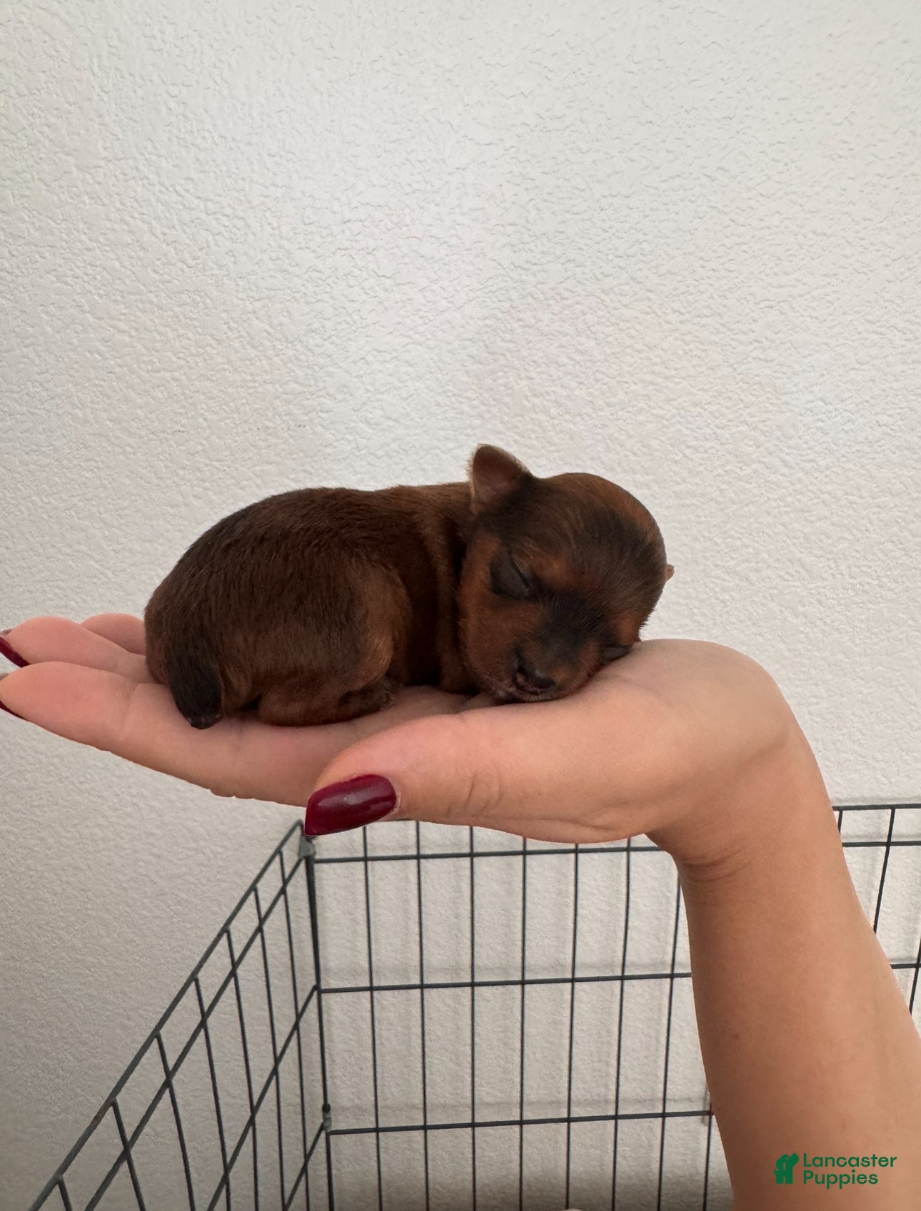 Yorkshire Terrier dogs female Yorkshire Terrier 2 - Ad 1