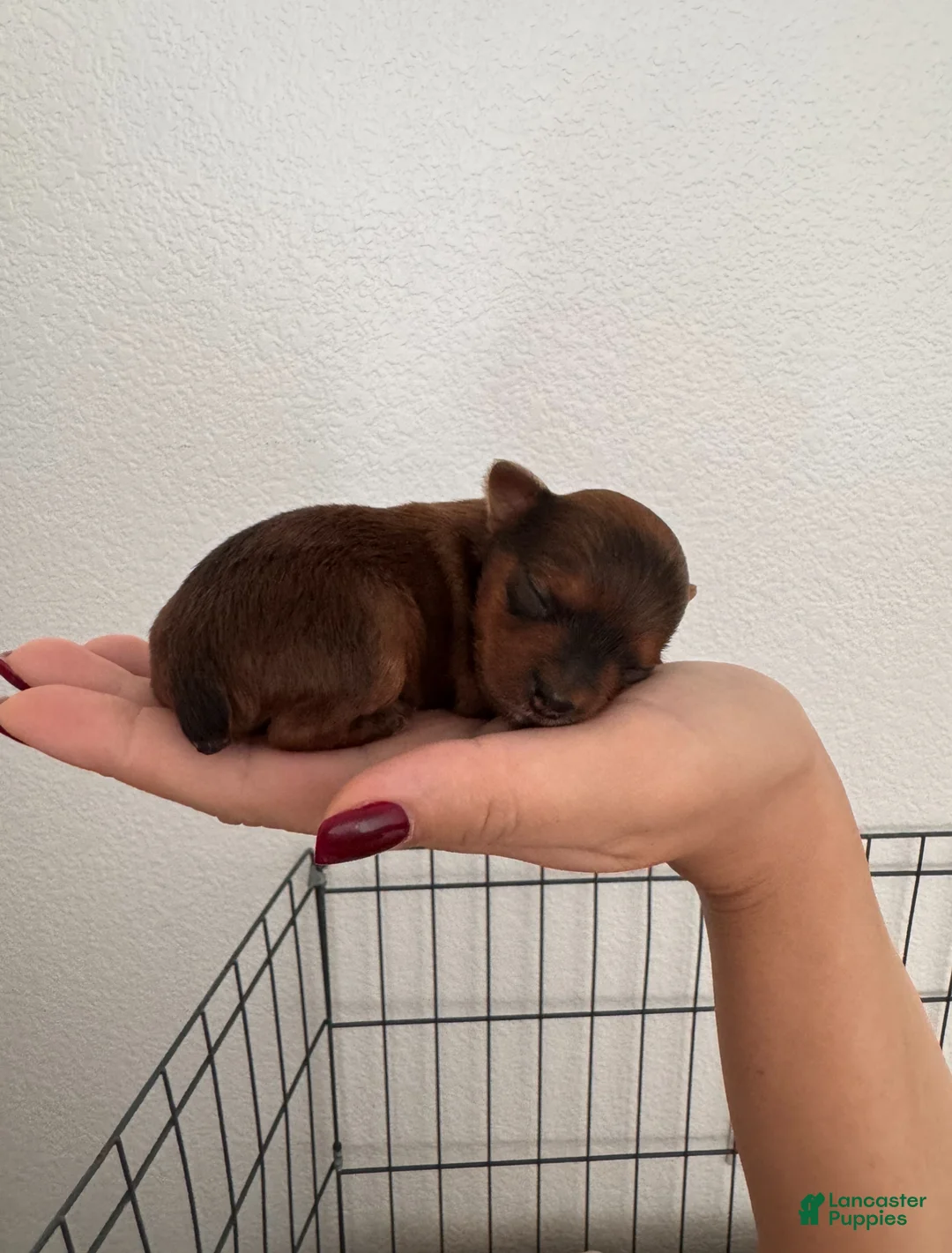 Yorkshire Terrier dogs for sale: female Yorkshire Terrier 2 - Ad 1