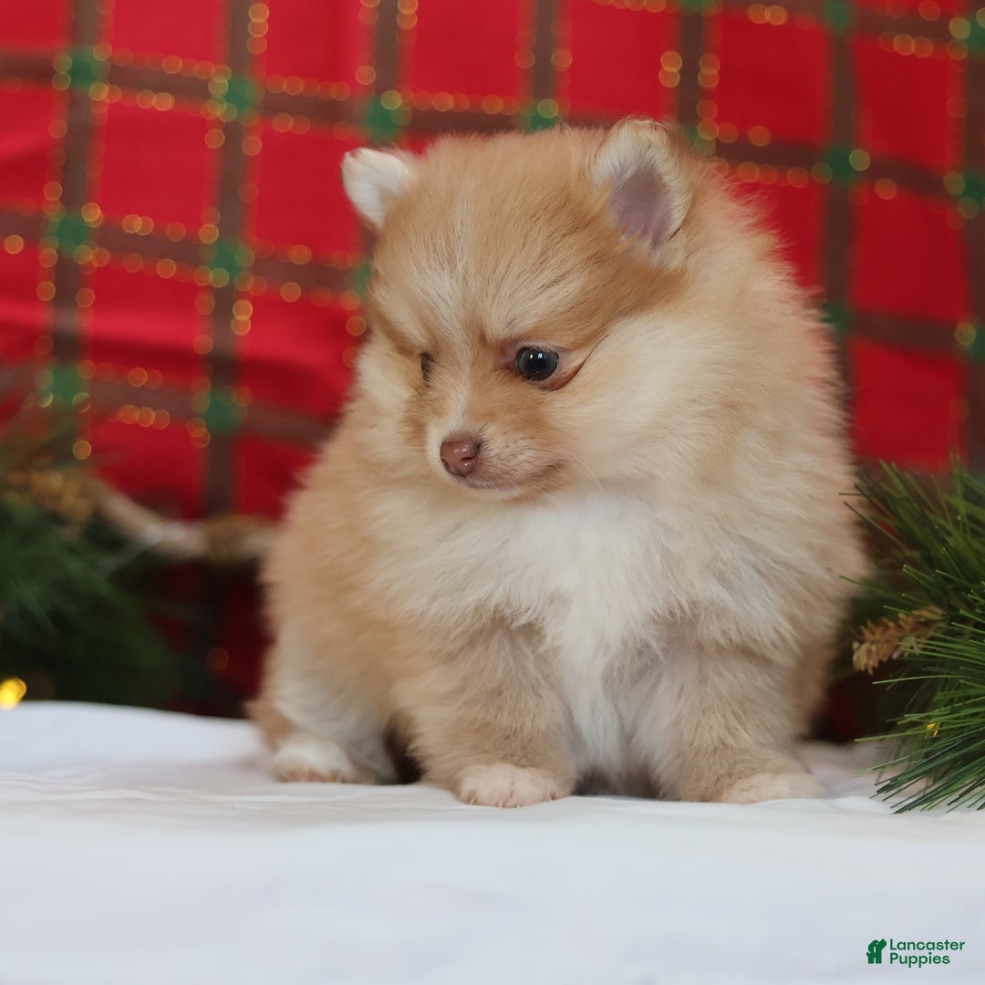 Mixed Breed dogs for sale: Biscuit  - Ad 5