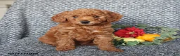 Miniature Poodle dogs for sale: Percy - Ad 4