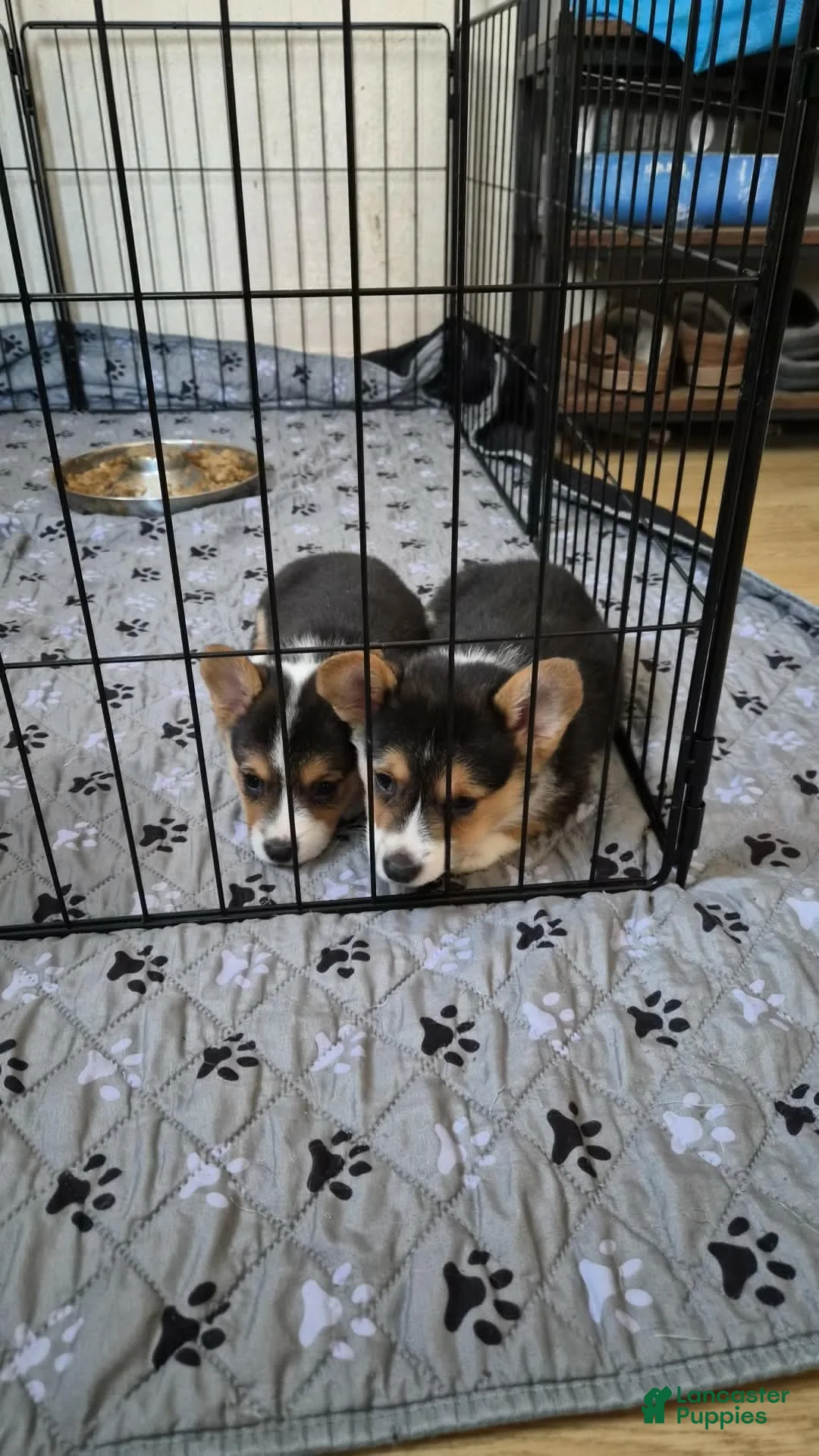 Welsh Corgi Pembroke dogs for sale: Welsh Corgi Pembroke 1 - Ad 2