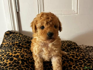 Maltipoo dogs Lora - Ad 40