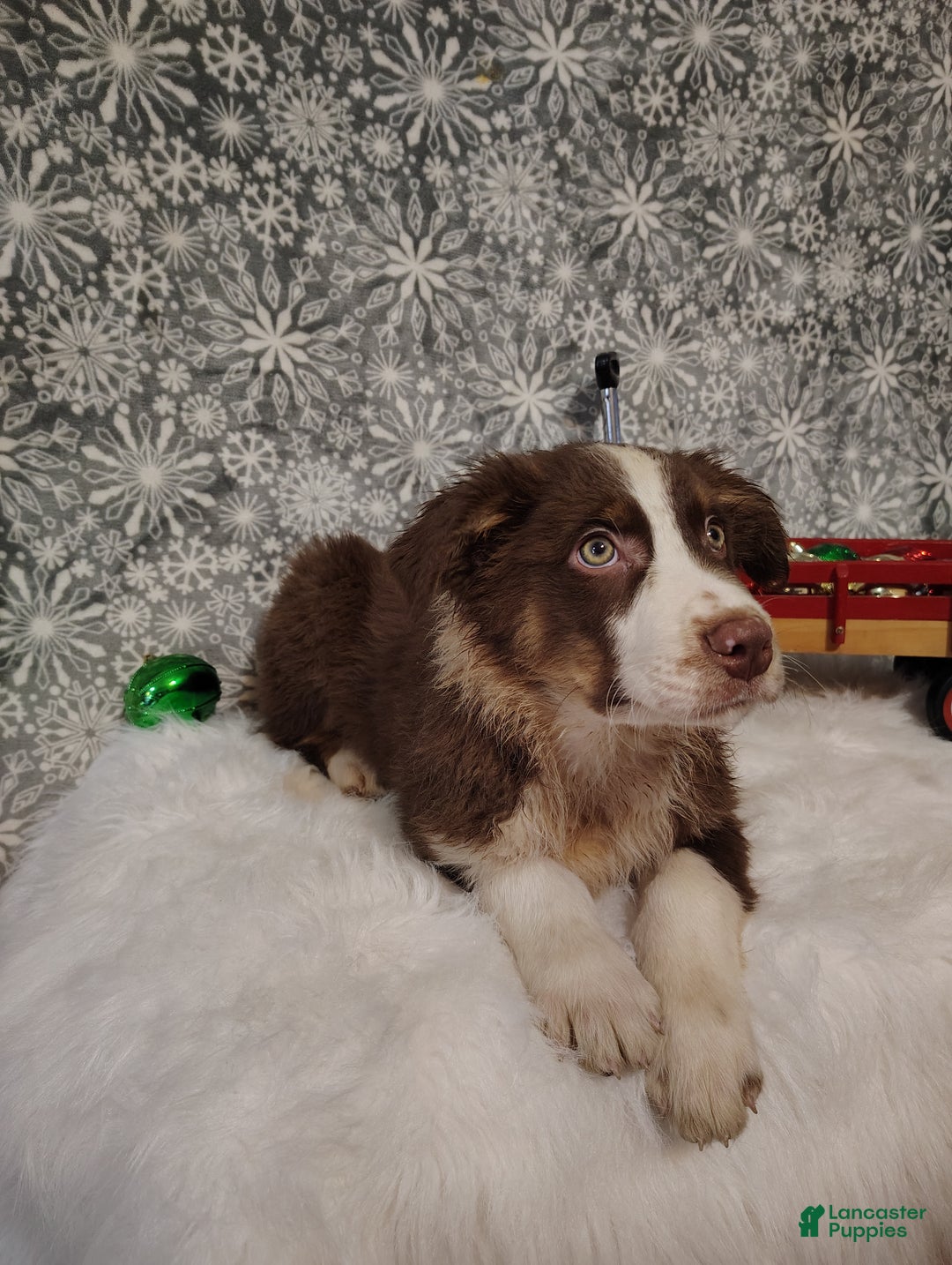 Australian Shepherd dogs for sale: Cinnamon - Ad 6