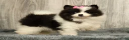 Pomeranian dogs for sale: Harmony Blue and White - Ad 3