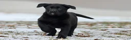 Labrador Retriever dogs for sale: Java - Ad 3