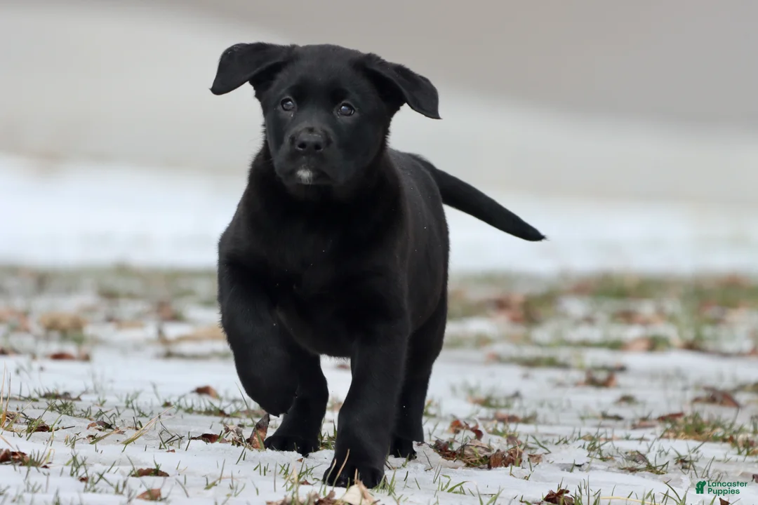 Labrador Retriever dogs for sale: Java - Ad 3