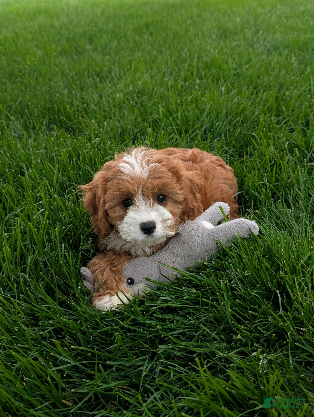 Cavapoo dogs for sale: Joey  - Ad 1