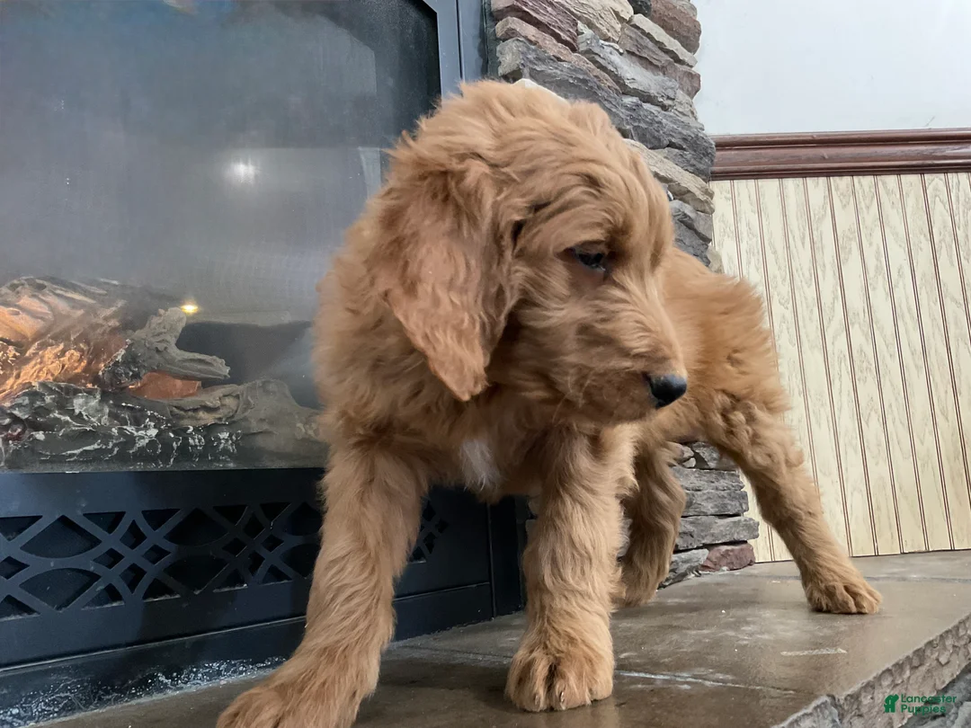 Goldendoodle dogs for sale: Curri - Ad 8