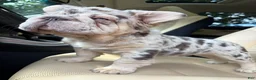 French Bulldog dogs for sale: French Bulldog 1 - Ad 2