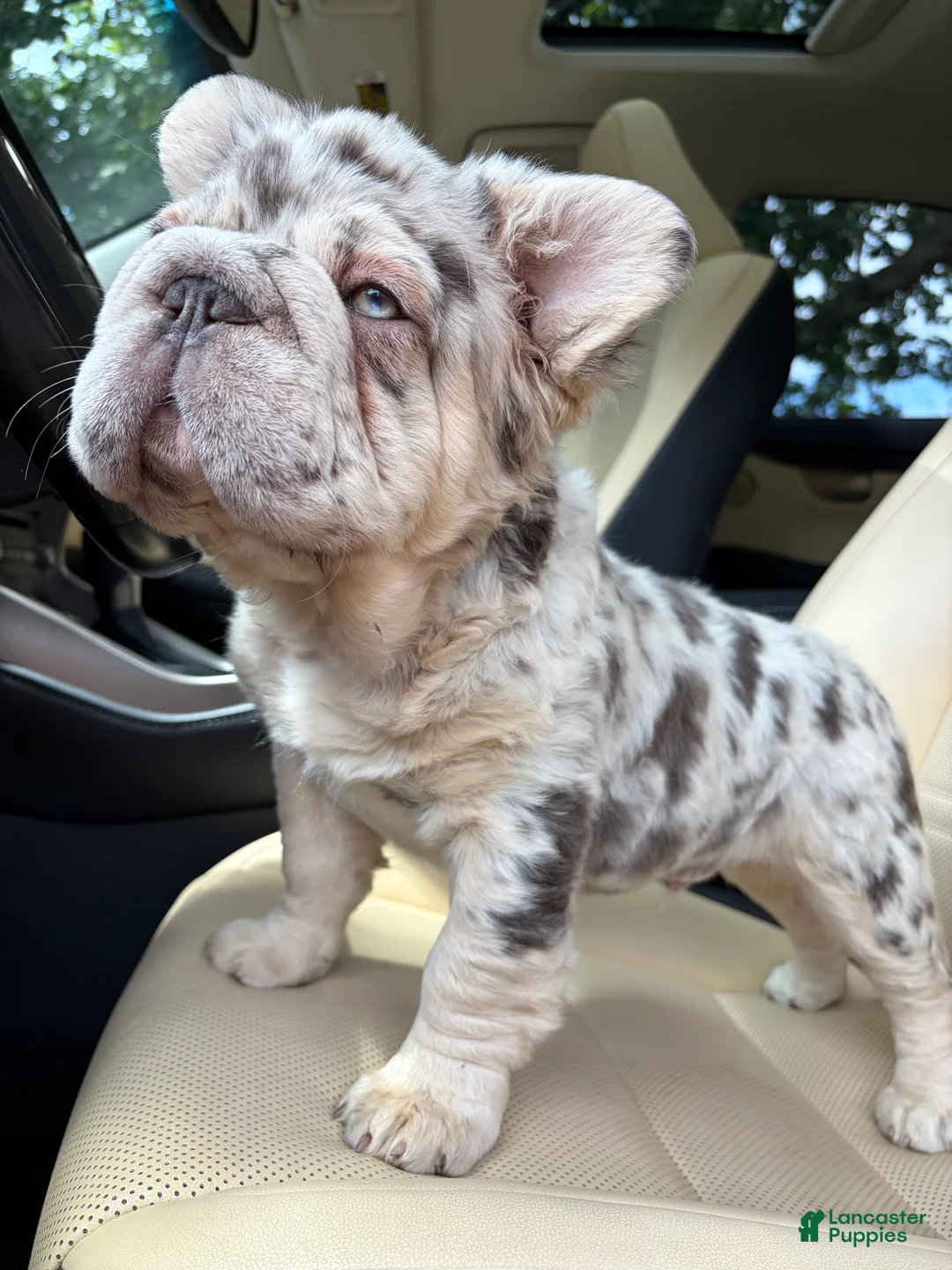 French Bulldog dogs for sale: French Bulldog 1 - Ad 2
