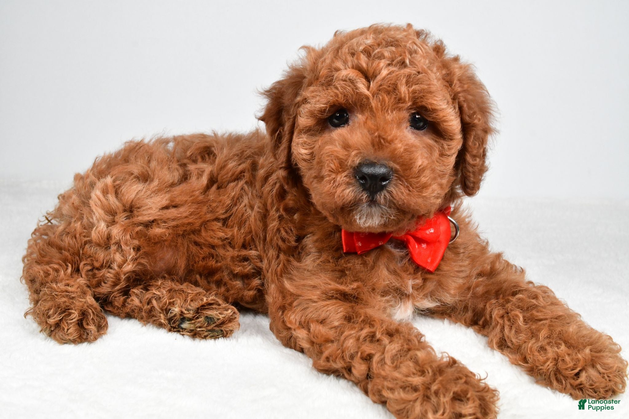 Miniature Poodle dogs Atlas - Ad 2
