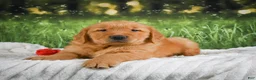Golden Retriever dogs for sale: Joey - Ad 8