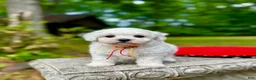 Maltipoo dogs for sale: Leaf  - Ad 5