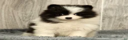 Pomeranian dogs for sale: Harmony Blue and White - Ad 9