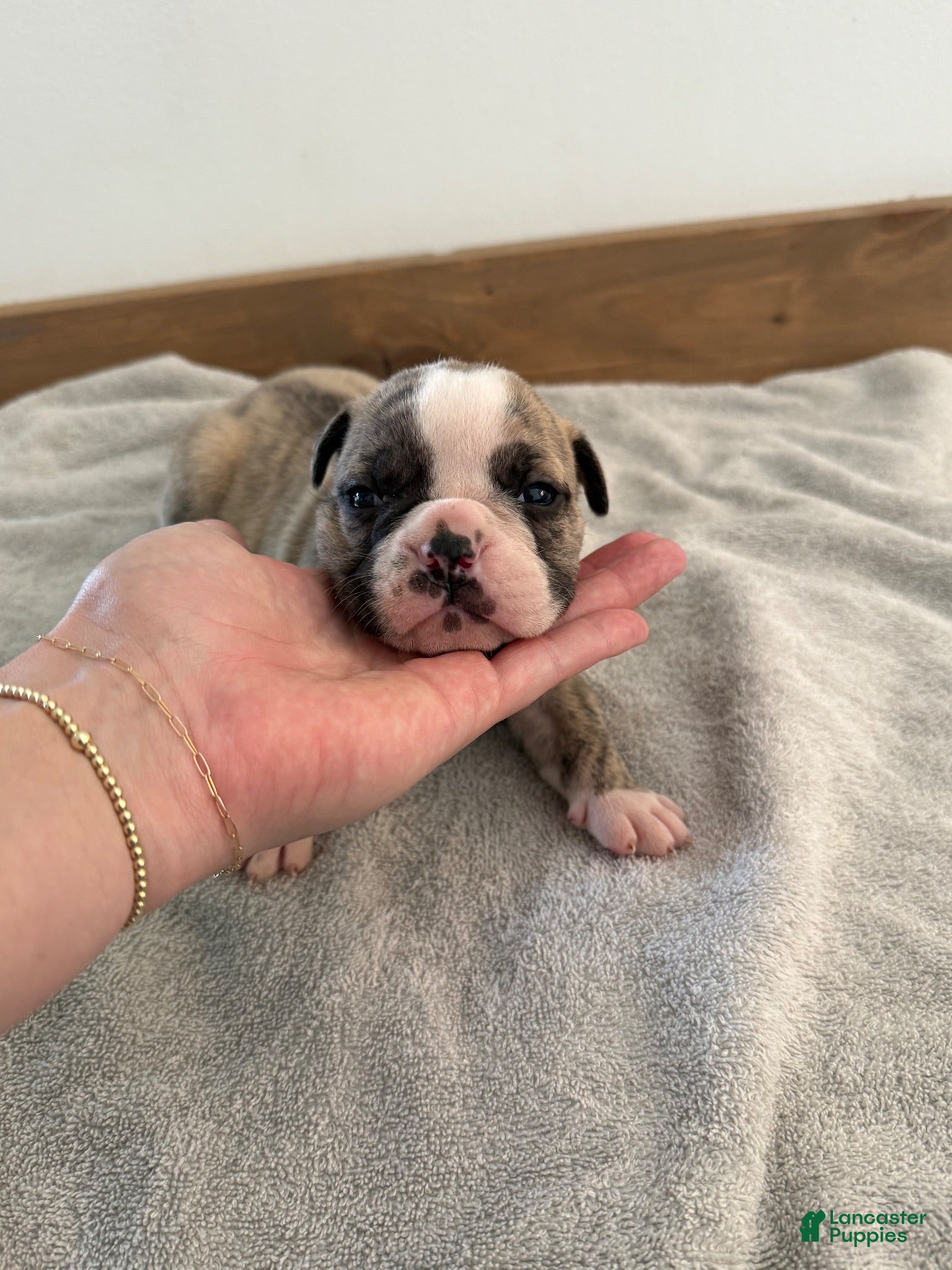 Olde English Bulldogge dogs Olde English Bulldogge 3 - Ad 38