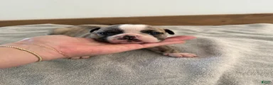 Olde English Bulldogge 3