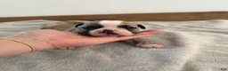 Olde English Bulldogge dogs for sale: Olde English Bulldogge 3 - Ad 1