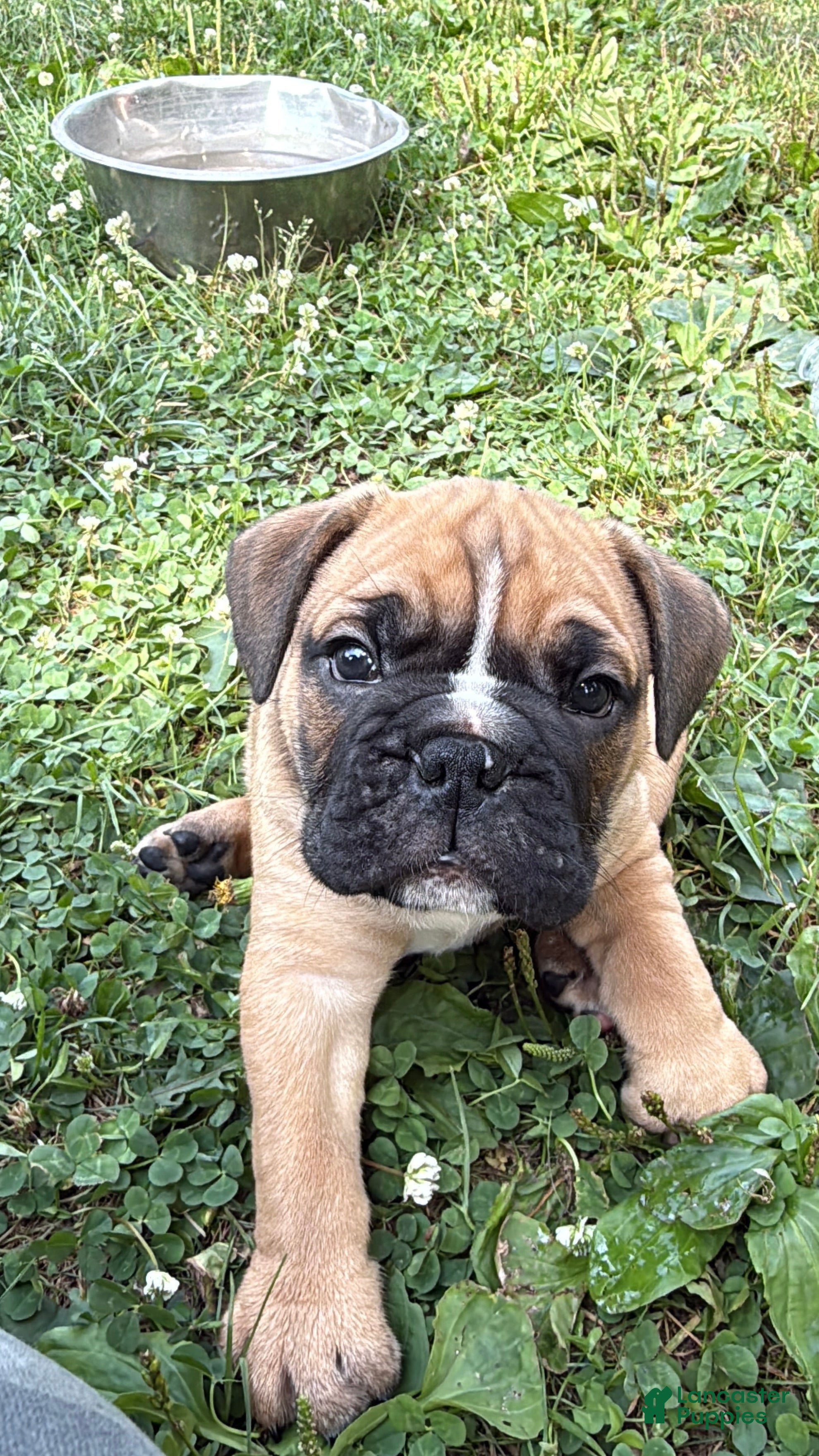 Mixed Breed dogs for sale: Grizzly - Ad 1
