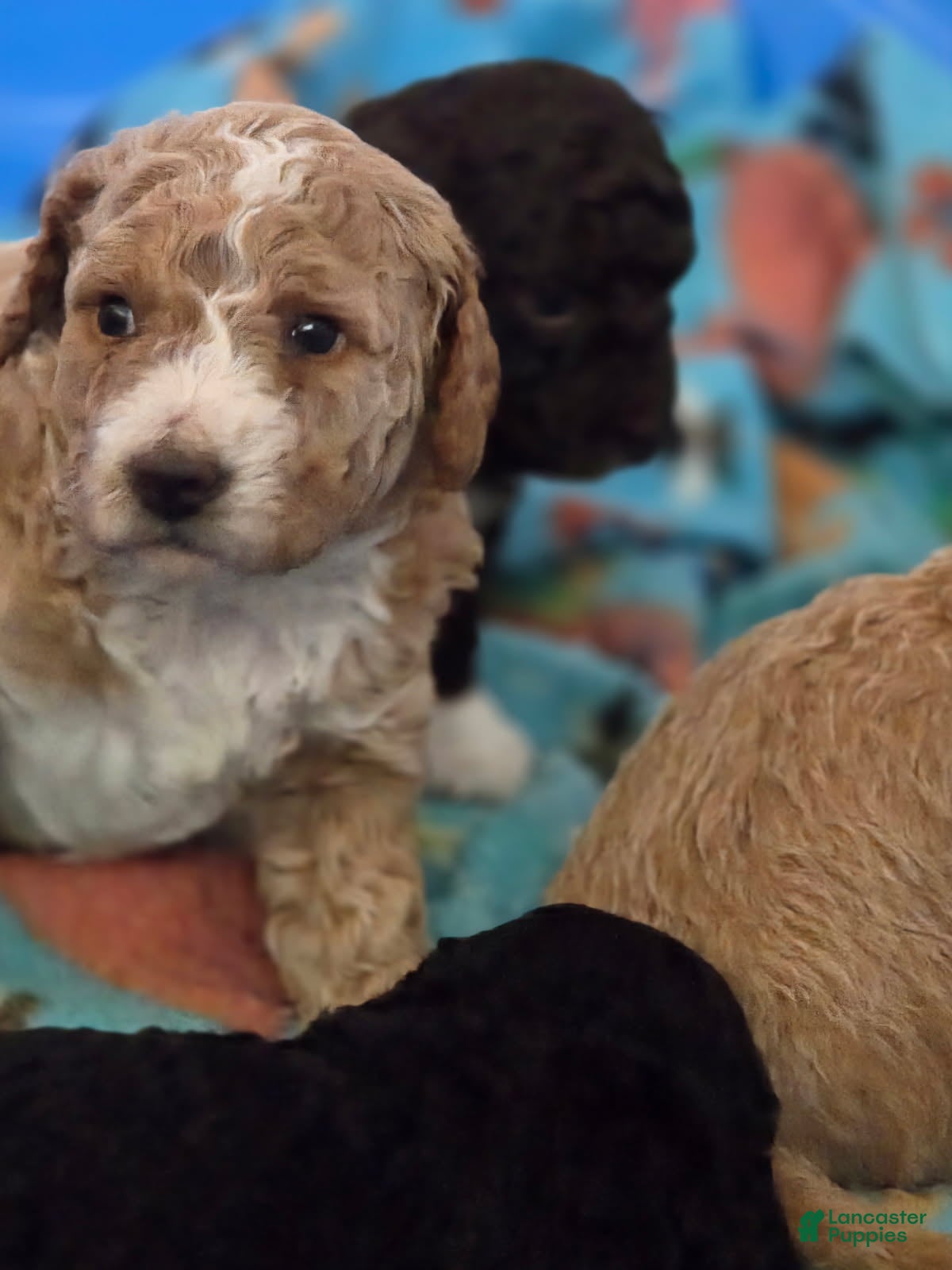 Mini Goldendoodle dogs for sale: Mini Goldendoodle 3 - Ad 20