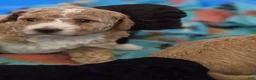 Mini Goldendoodle dogs for sale: Mini Goldendoodle 3 - Ad 1