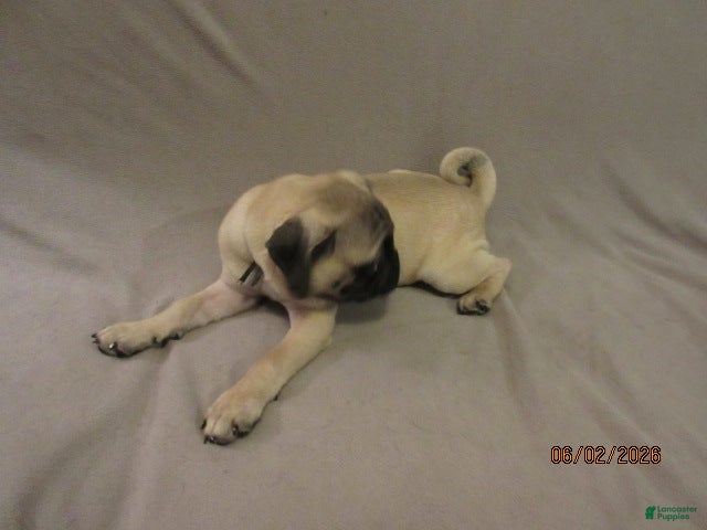 Pug dogs for sale: Clyde - Ad 9