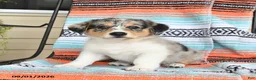 Mixed Breed dogs for sale: Tulip - Ad 2