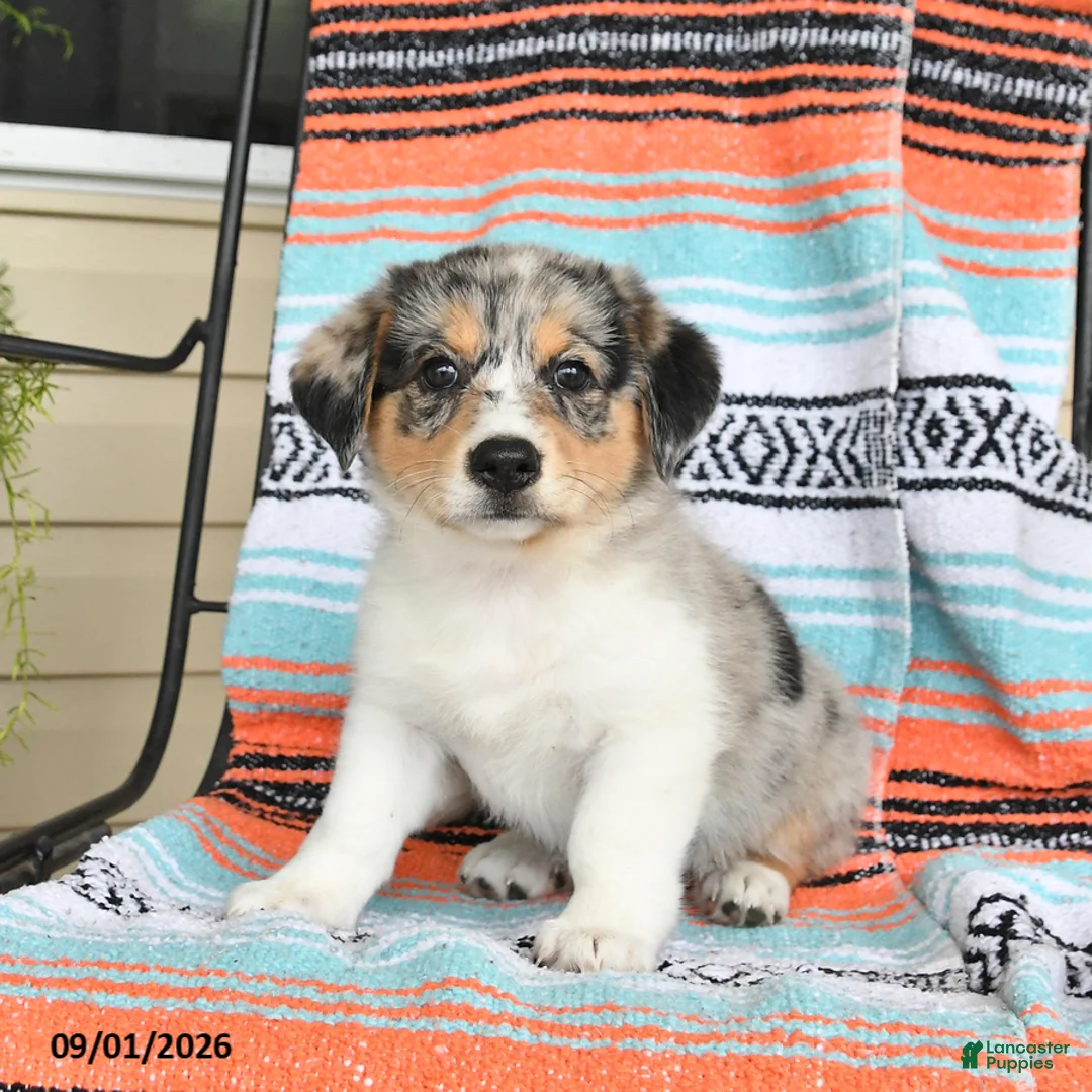 Mixed Breed dogs for sale: Tulip - Ad 2