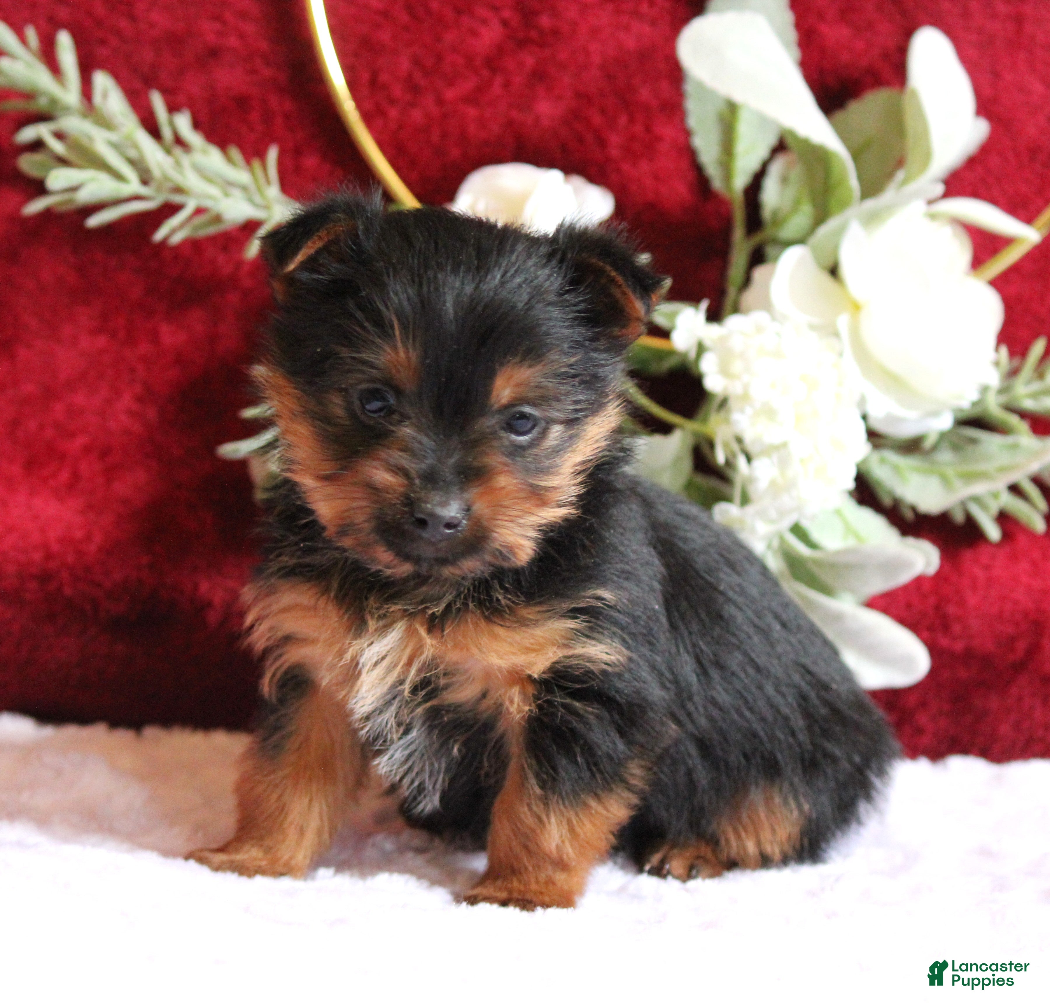Yorkshire Terrier dogs Dallas - Ad 25