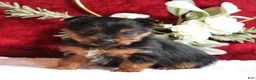 Yorkshire Terrier dogs for sale: Dallas - Ad 1