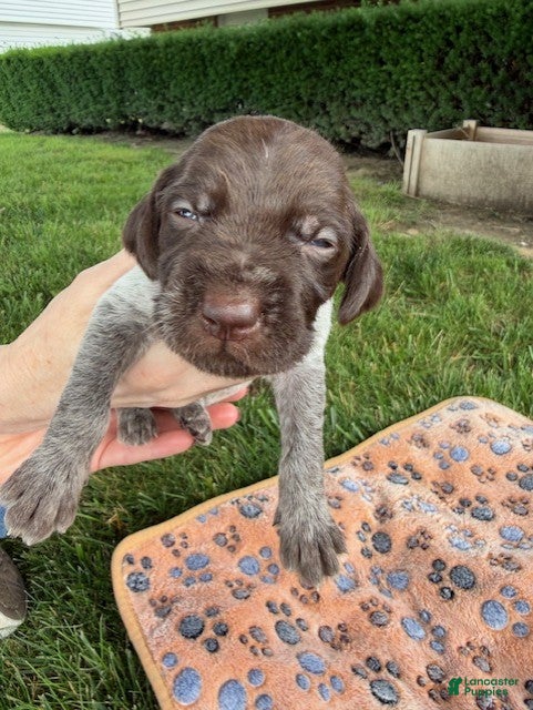 Wirehaired Pointing Griffon dogs Puppy 10 - Ad 6