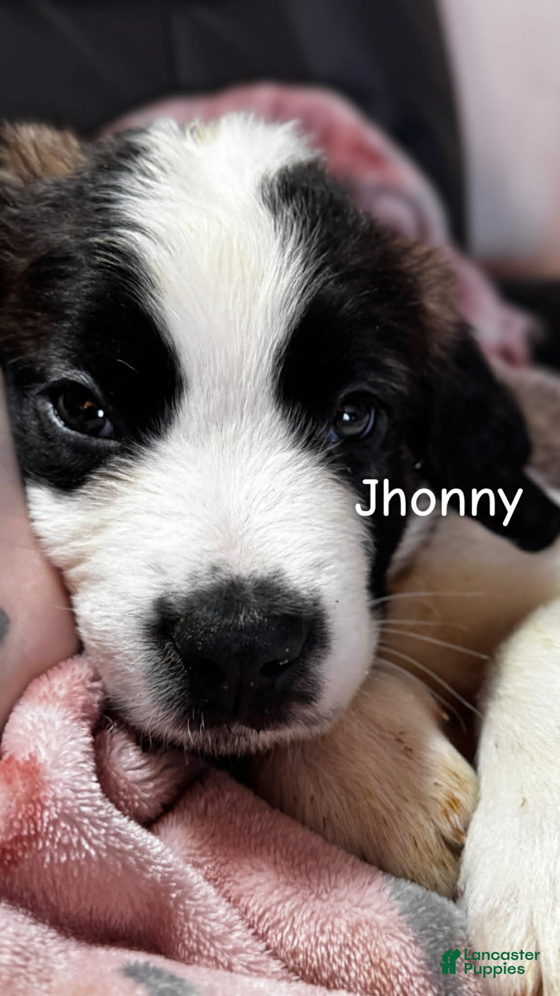 Saint Bernard dogs Johnny  - Ad 1