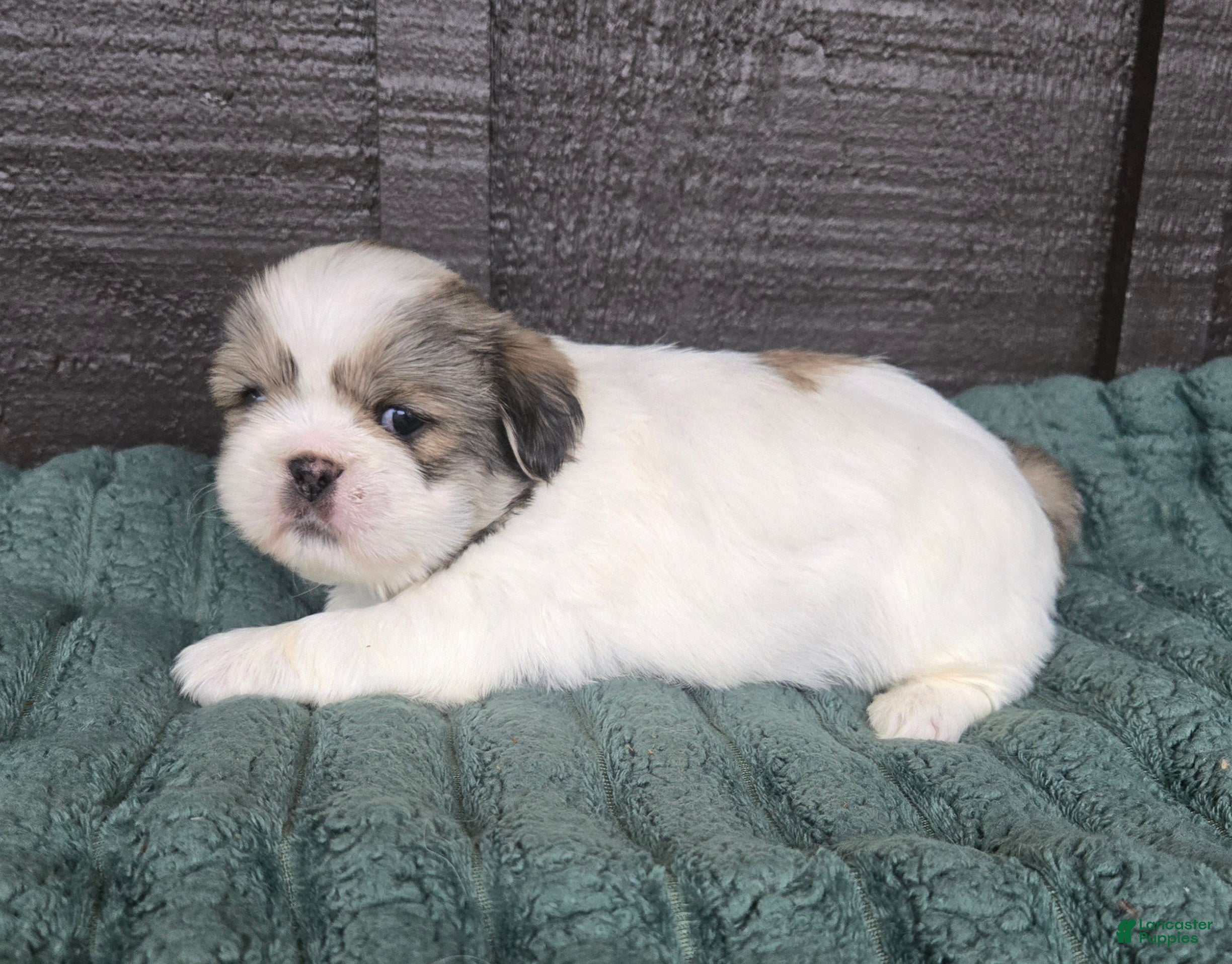 Mixed Breed dogs Shinese Bo - Ad 4