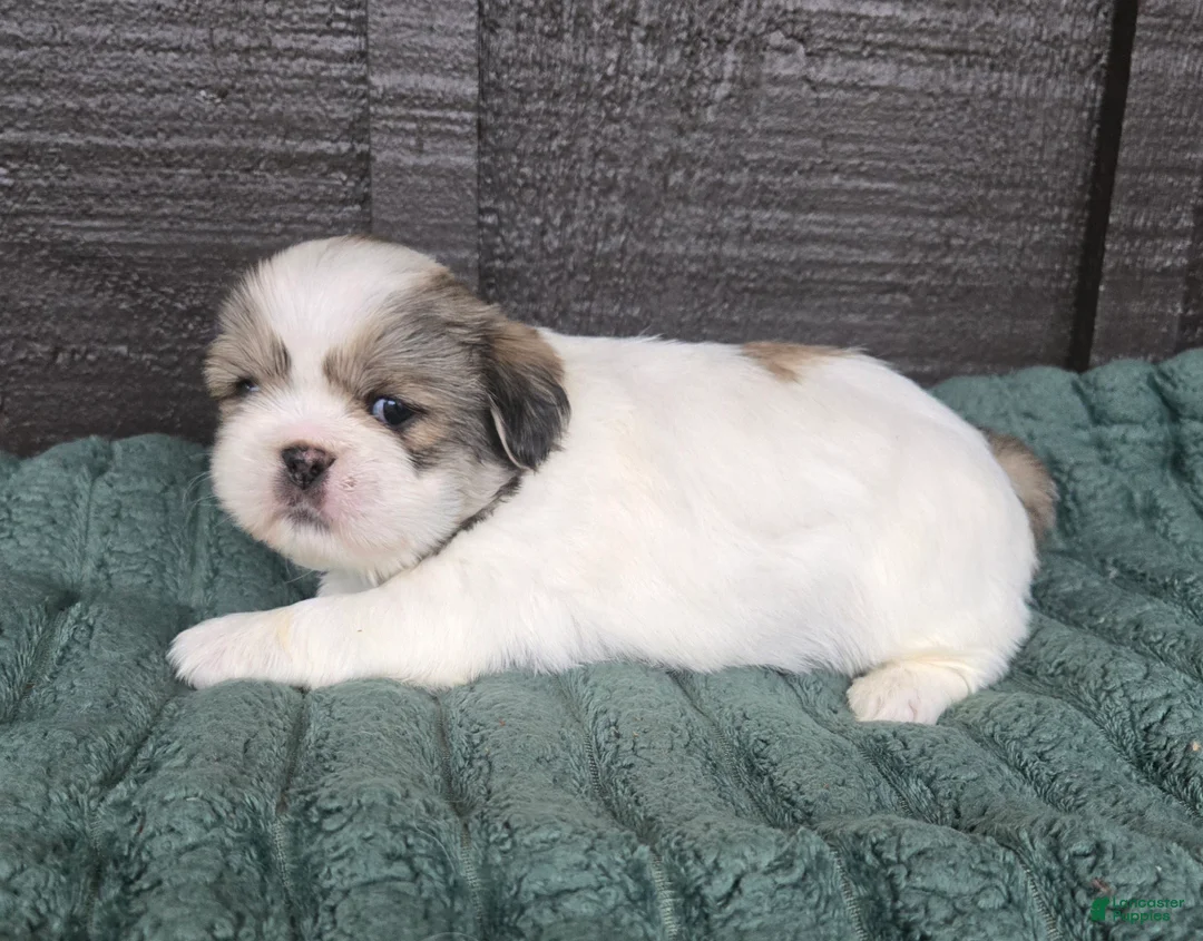 Mixed Breed dogs for sale: Shinese Bo - Ad 1