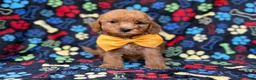 Cavapoo dogs for sale: Lane - Ad 7