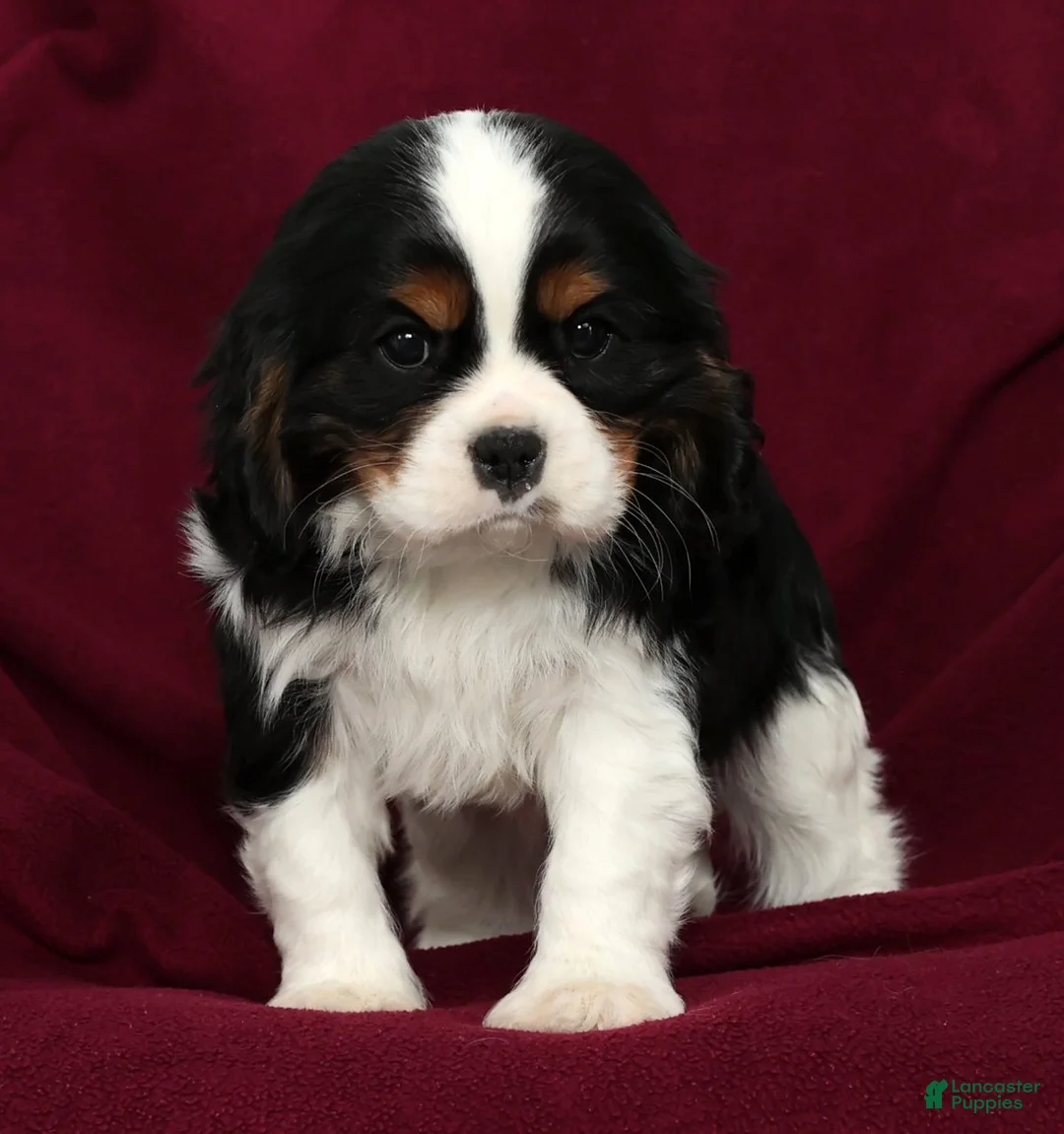 Cavalier King Charles Spaniel dogs for sale: Frisky - Ad 6