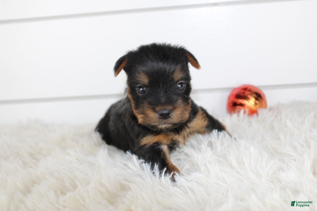Yorkshire Terrier dogs for sale: CARTER - Ad 3