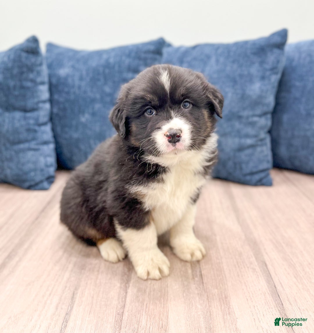 Australian Shepherd dogs for sale: Benji - Ad 3