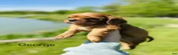 Cavalier King Charles Spaniel dogs for sale: George  - Ad 4
