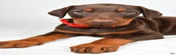 Doberman Pinscher dogs for sale: Loran - Ad 5