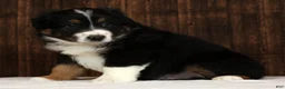 Miniature Australian Shepherd dogs for sale: Flash - Ad 3
