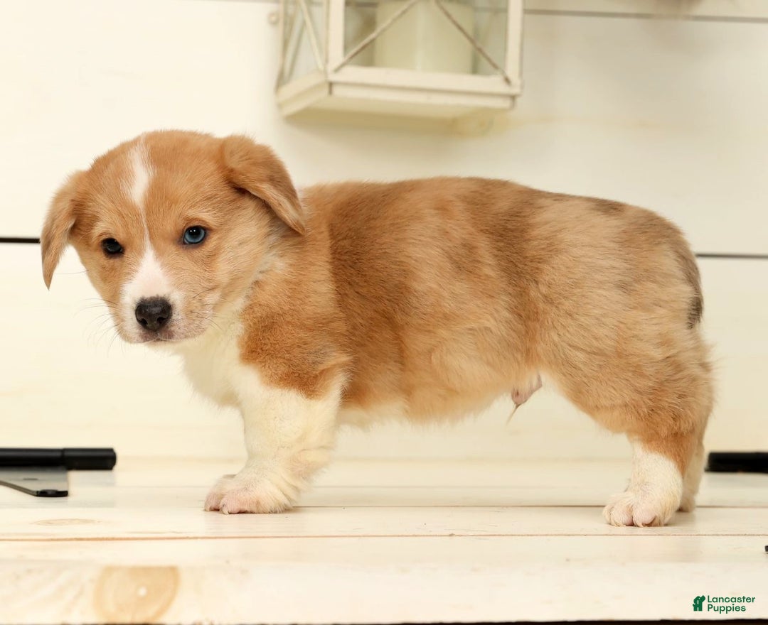 Welsh Corgi Pembroke dogs for sale: Bully - Ad 6