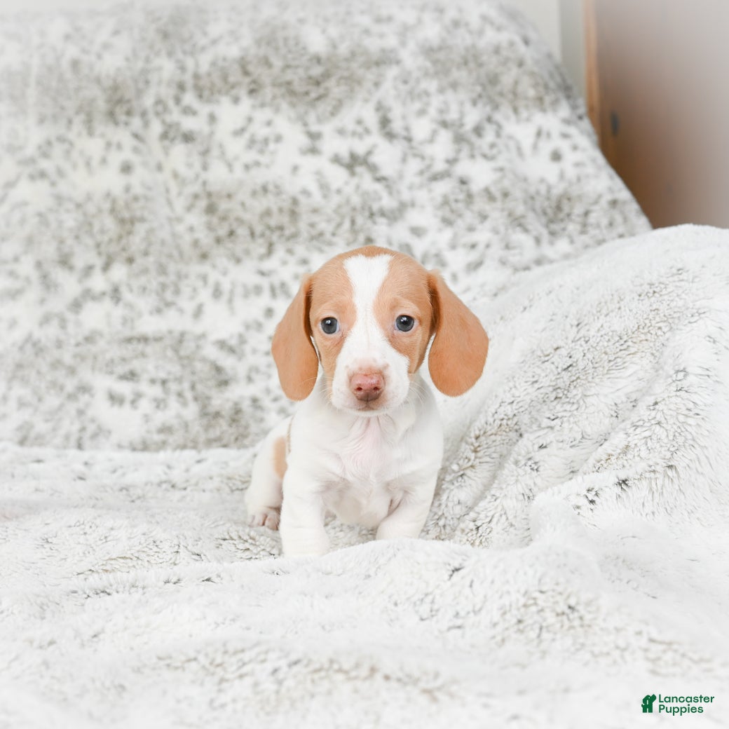 Miniature Dachshund dogs Chloe - Ad 2