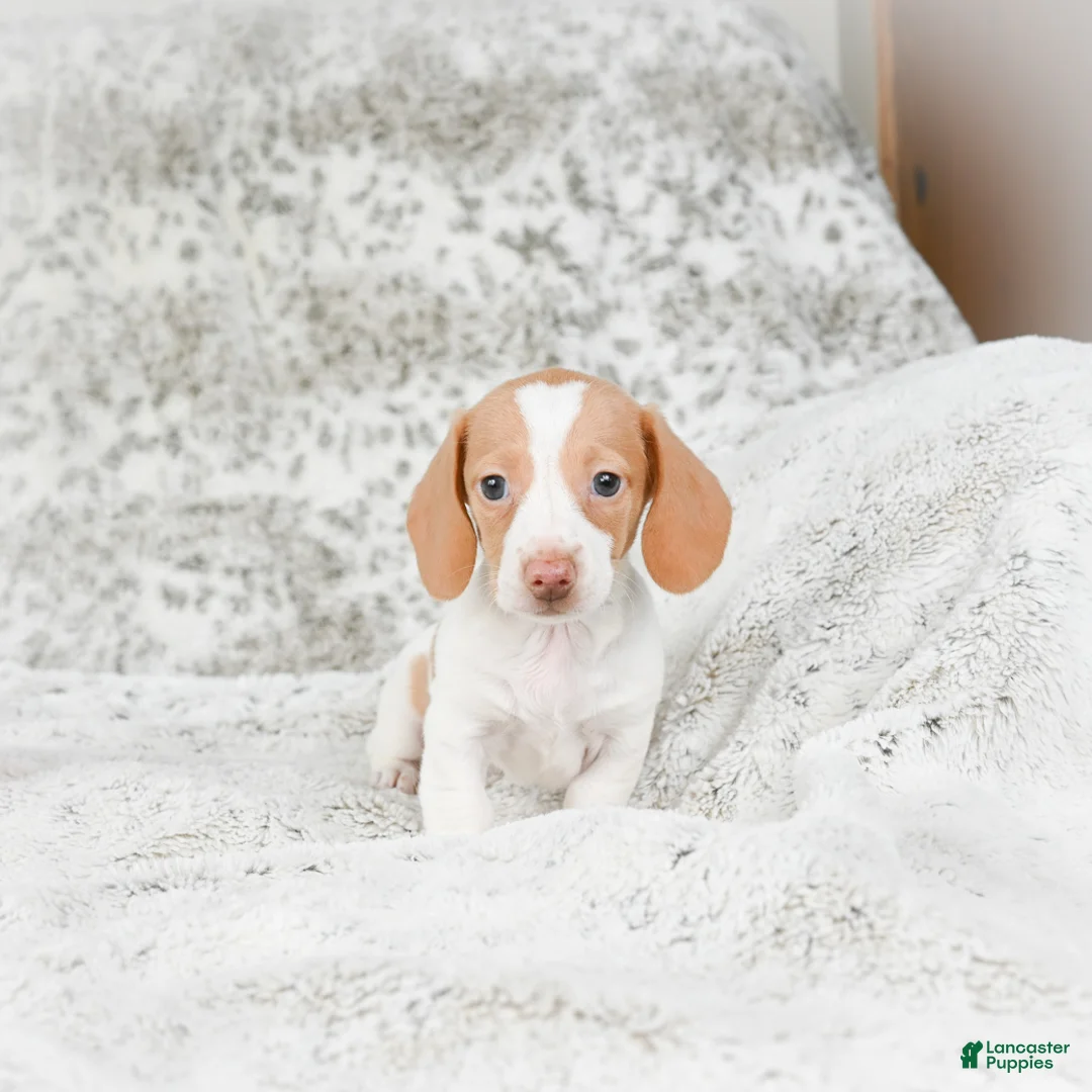 Miniature Dachshund dogs for sale: Chloe - Ad 2